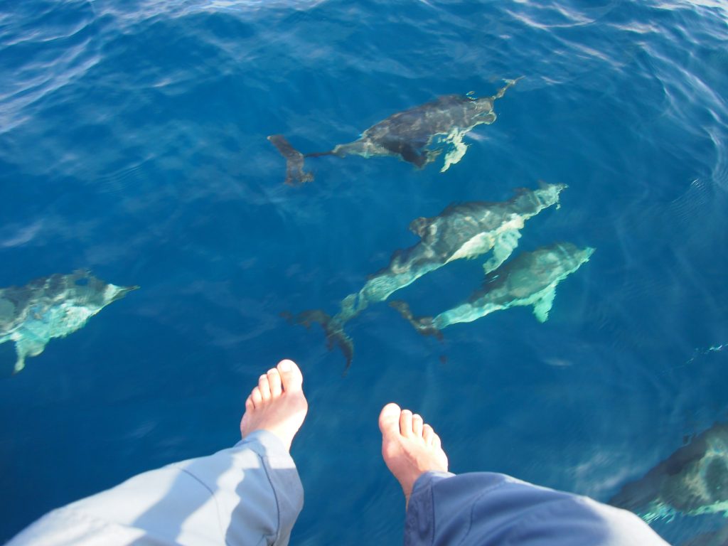 Wild life sailing tours in the Strait. Dolphins at your feet!